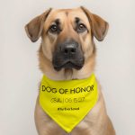 Personalize this moisture-wicking pet bandana collar—adjustable buckle, leash-ready D-ring, perfect gift for pet lovers.